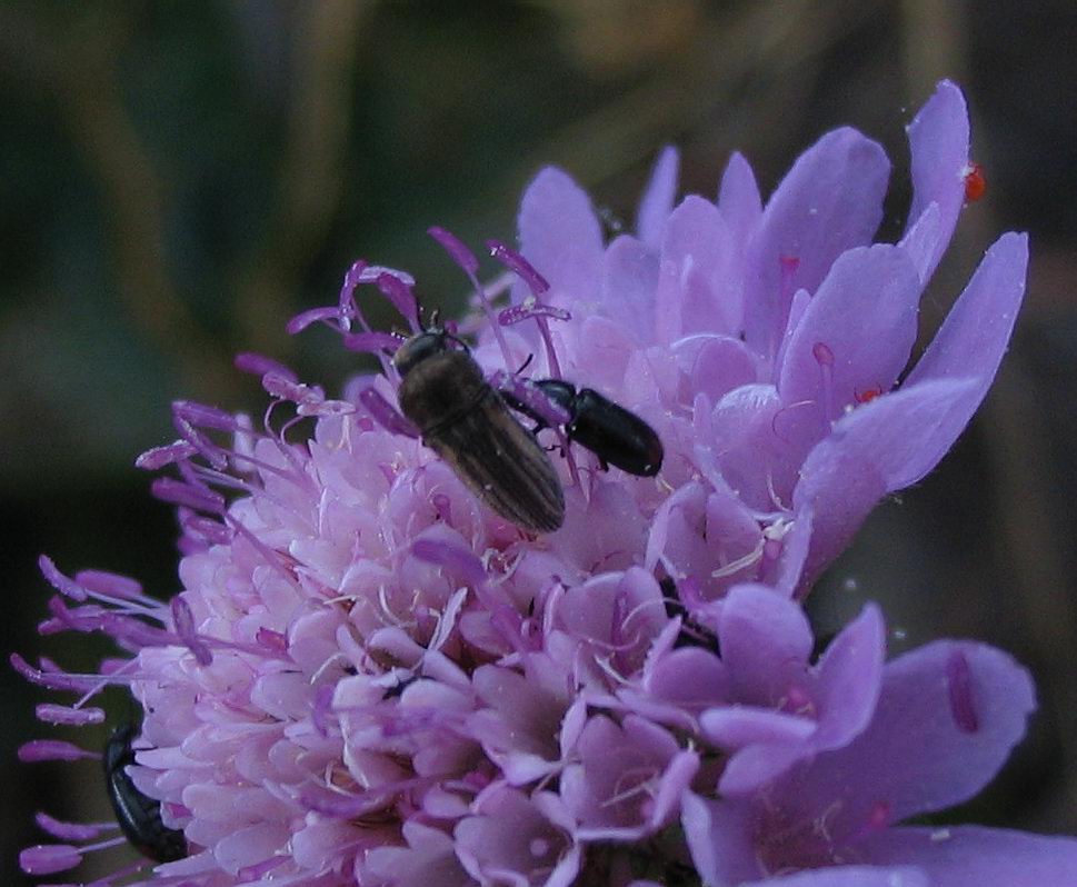 Carrellata di Anthaxia, Agrilus e Acmaeoderella